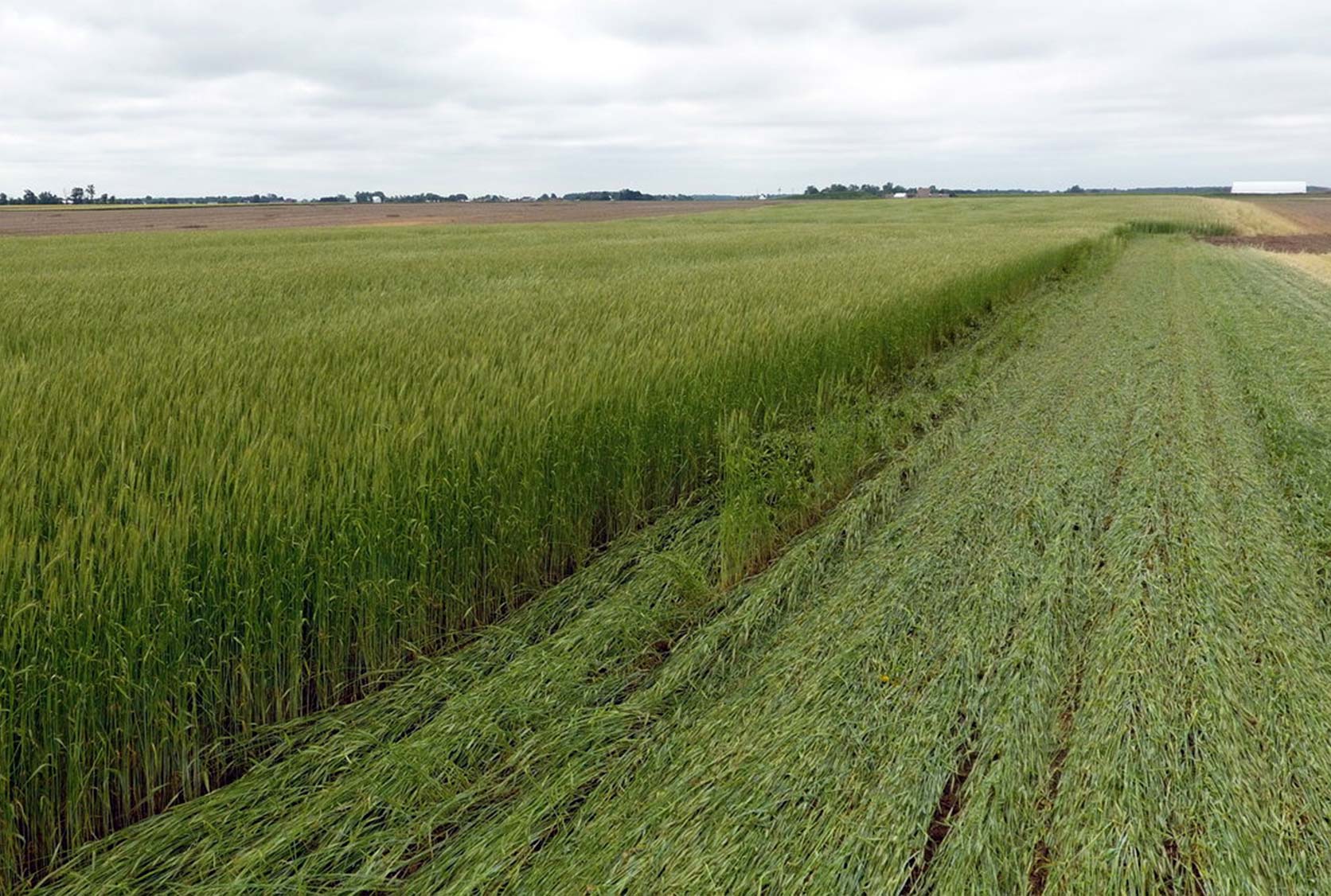 Crimped-Field Crimped Field