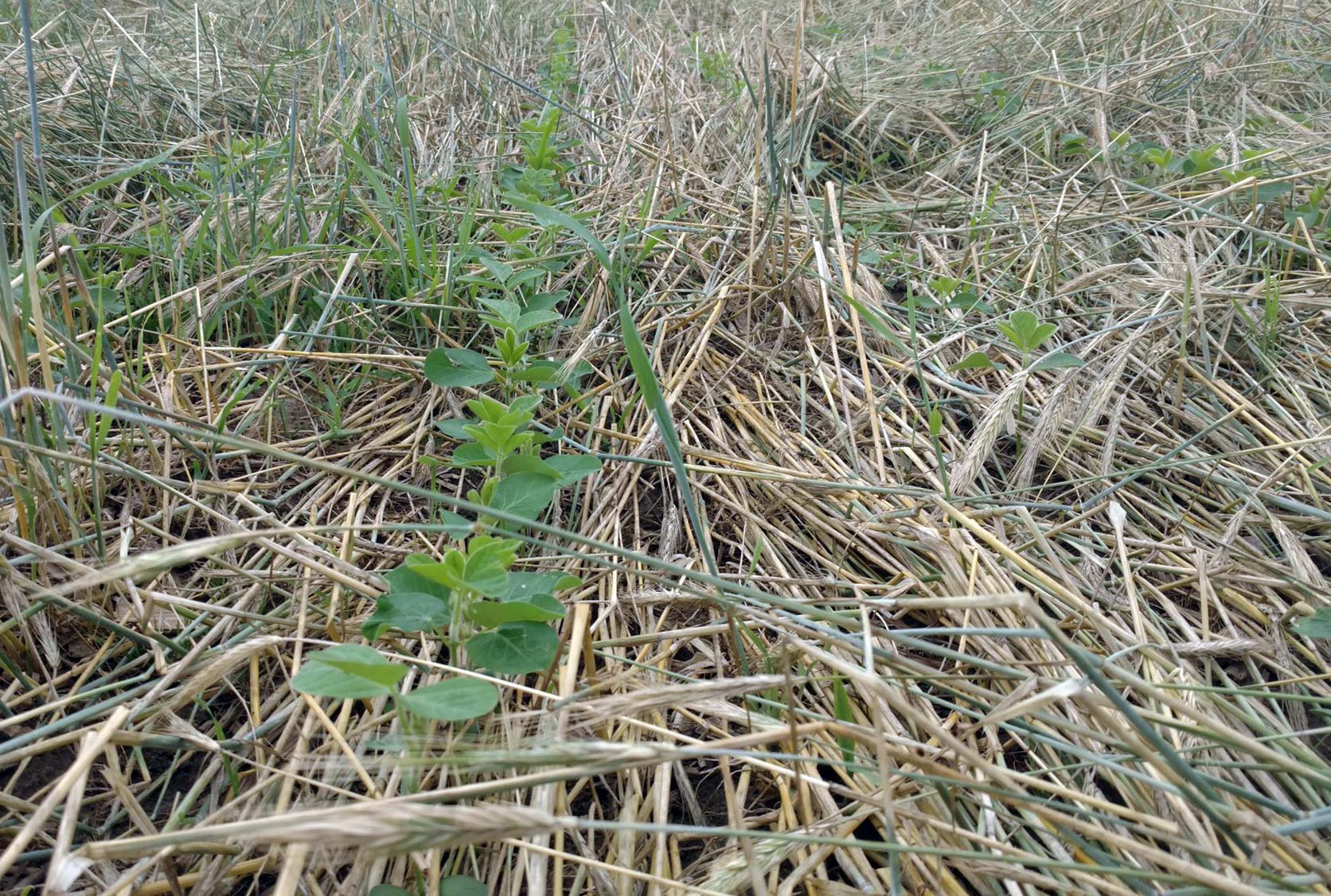 beans-in-crimped-rye beans in crimped rye